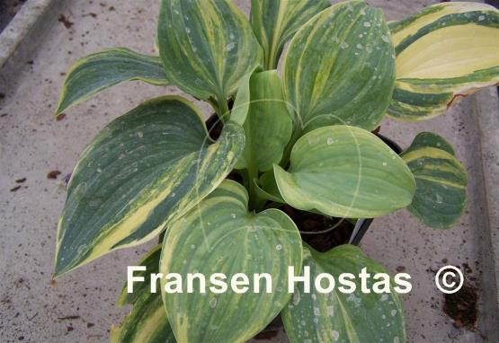 Hosta Blue Flame Streaked